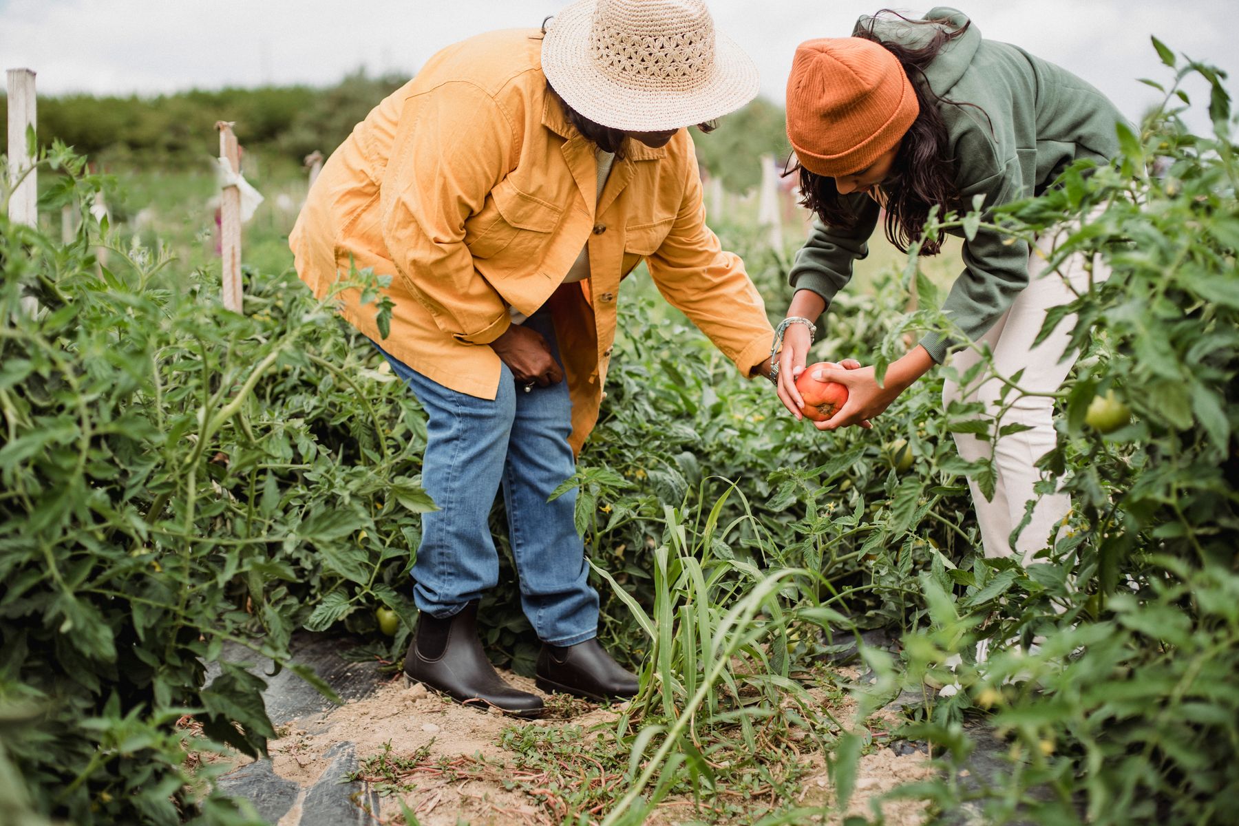 Two people harvesting tomatoes in a field